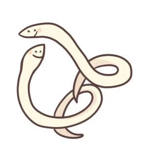 魚介に寄生するアニサキスに注意