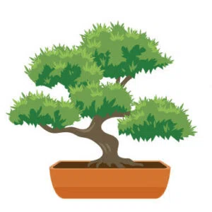 模様木の盆栽