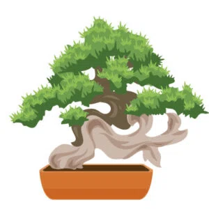 根上がりの盆栽