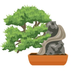 石付きの盆栽
